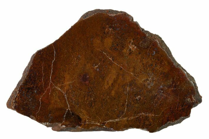 Polished Dinosaur Bone (Gembone) Section - Utah #151451